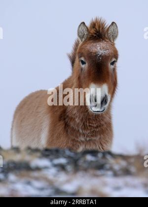 211006 -- ÜRÜMQI, 6. Oktober 2021 -- Ein Pferd von Przewalski wird im Kalamaili Nature Reserve, Nordwestchina, Xinjiang Uygur Autonomous Region, 2. Dezember 2018 gesehen. Die Zahl der Przewalski-Pferde in der autonomen Region Xinjiang Uygur im Nordwesten Chinas war laut dem Xinjiang Wild Horse Breeding and Research Center Ende 2020 auf 487 angewachsen. Das Pferd des Przewalski gilt als die einzige Wildpferdeart, die heute existiert. Sie wird von der Roten Liste bedrohter Arten der Internationalen Union zur Erhaltung der Natur als gefährdet eingestuft und steht unter erstrangigem nationalen Schutz. Stockfoto