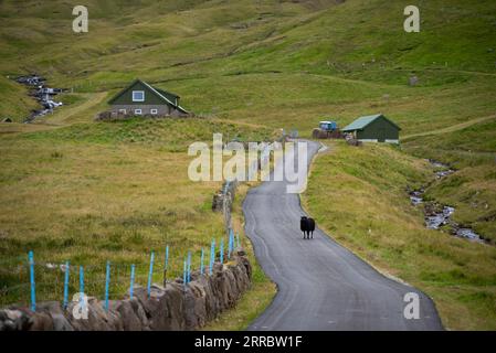 Ein schwarzes Schaf auf einer befestigten Straße, die zu einem abgelegenen Bauernhof auf der Insel Vagar auf den Färöern führt. Stockfoto