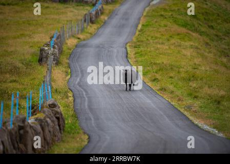 Ein schwarzes Schaf auf einer befestigten Straße, die zu einem abgelegenen Bauernhof auf der Insel Vagar auf den Färöern führt. Stockfoto