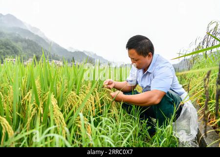 211012 -- GUIYANG, 12. Oktober 2021 -- Zhao Xiangrong überprüft den Wachstumszustand von Reis in einem Reisfeld im Leping Village im Majiang County, Provinz Guizhou im Südwesten Chinas, 24. August 2021. Zhao Xiangrong, ein ehemaliger Lkw-Fahrer und Koch, kehrte in seine Heimatstadt Guizhou zurück und begann 2015 mit dem Anpflanzen von Reis. Unterstützt und geleitet von lokalen Behörden und Experten hat Zhao Fähigkeiten im Anbau von Reis entwickelt, der Zink, Selen und andere Mikroelemente enthält. Nach sechs Jahren harter Arbeit hat Zhao reiche Erfahrung in der Saatgutaussaat, Feldbewirtschaftung sowie Verarbeitung und Transport gesammelt Stockfoto