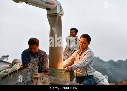 211012 -- GUIYANG, 12. Oktober 2021 -- Zhao Xiangrong R, Frontpackungen ernteten Reisreis mit Arbeitern im Leping Village im Majiang County, Südwestchinesische Provinz Guizhou, 8. Oktober 2021. Zhao Xiangrong, ein ehemaliger Lkw-Fahrer und Koch, kehrte in seine Heimatstadt Guizhou zurück und begann 2015 mit dem Anpflanzen von Reis. Unterstützt und geleitet von lokalen Behörden und Experten hat Zhao Fähigkeiten im Anbau von Reis entwickelt, der Zink, Selen und andere Mikroelemente enthält. Nach sechs Jahren harter Arbeit hat Zhao reiche Erfahrung in der Aussaat, der Feldbewirtschaftung sowie der Verarbeitung, dem Transport und gesammelt Stockfoto