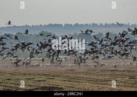 211015 -- HULA VALLEY, 15. Oktober 2021 -- am Agamon Hula Conservation Lake im Norden Israels, 14. Oktober 2021, ist Eine Herde von wandernden grauen Kranichen zu sehen. Jedes Jahr kommen Hunderttausende von Vögeln an Agamon vorbei, einem wichtigen Zwischenstopp für Zugvögel entlang des syrisch-afrikanischen Grabens, die sich auf den Weg nach Afrika und dann zurück nach Europa machen, und einige verbringen den Winter am See. Foto von /JINI über Xinhua ISRAEL-HULA VALLEY-GRAY CRANES AyalxMargolin PUBLICATIONxNOTxINxCHN Stockfoto