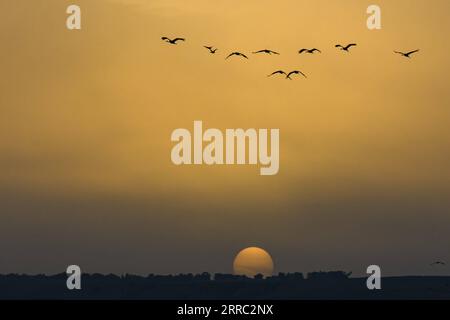 211015 -- HULA VALLEY, 15. Oktober 2021 -- am Agamon Hula Conservation Lake im Norden Israels, 14. Oktober 2021, ist Eine Herde von wandernden grauen Kranichen zu sehen. Jedes Jahr kommen Hunderttausende von Vögeln an Agamon vorbei, einem wichtigen Zwischenstopp für Zugvögel entlang des syrisch-afrikanischen Grabens, die sich auf den Weg nach Afrika und dann zurück nach Europa machen, und einige verbringen den Winter am See. Foto von /JINI über Xinhua ISRAEL-HULA VALLEY-GRAY CRANES AyalxMargolin PUBLICATIONxNOTxINxCHN Stockfoto