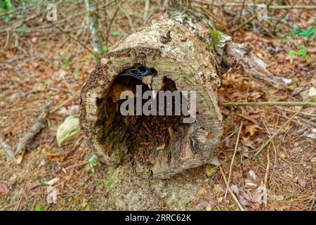 Ein hohler Baumstamm, der auf dem Waldboden mit Pilzen bedeckt ist, umgeben von Blättern und Zweigen, die im Spätsommer auf dem Boden verrotten Stockfoto