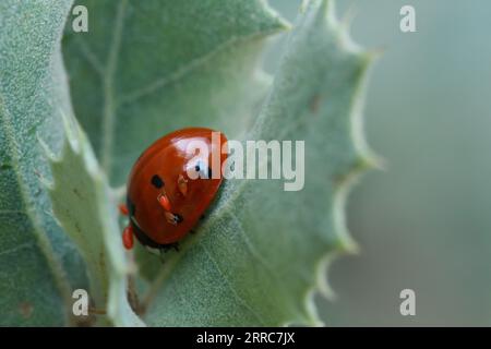 Coccinella septempunctata, Marienkäfer, der zwischen Steineichenblättern ruht, mit seinen Babys auf seiner Schale, Alcoi, Spanien Stockfoto