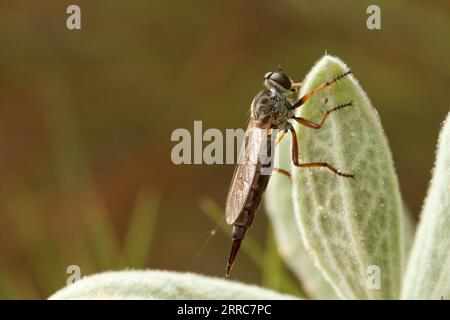 Neomochtherus, Räuberfliege auf dem Rosenblatt (Cistus) und schöne Lichtreflexe auf den Flügeln Stockfoto