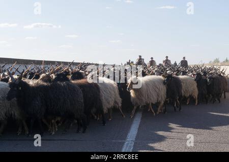 211025 -- HORTOBAGY, 25. Oktober 2021 -- Hirten in traditionellen Outfits führen eine Schar von Racka-Schafen durch eine Brücke während der Feierlichkeiten zum Ende der Weidesaison in der Großen Ungarischen Tiefebene in Hortobagy, im Stadtviertel Budapest, Ungarn am 24. Oktober 2021. Foto von /Xinhua HUNGARY-HORTOBAGY-GRAZING SEASON-END AttilaxVolgyi PUBLICATIONxNOTxINxCHN Stockfoto