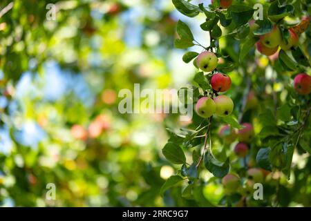 Äpfel auf einem Baum in Form eines Hintergrunds. Herbstliche rote Äpfel auf Apfelbäumen Stockfoto