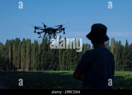 211102 -- SHAWAN, 2. November 2021 -- Lu Gaolin beobachtet ein unbemanntes Luftfahrzeug UAV, das landwirtschaftliche Chemikalien auf Baumwollfeldern in Shawan City, der nordwestlichen chinesischen autonomen Region Xinjiang Uygur, spritzt, 15. Juli 2021. Anstatt landwirtschaftliche Chemikalien mit Traktoren auszubringen, wie dies normalerweise der Fall war, stellten Lu Gaolin und seine Familien ein Team ein, das UAVs einsetzte, um die Arbeit dieses Jahr abzuschließen. Lu Gaolin, ein Baumwollbauer, ist 56 Jahre alt und lebt in Shawan City in der autonomen Region Xinjiang Uygur. Die Baumwollernte in Xinjiang, Chinas größter Baumwollanbauregion, wird bis Mitte November dieses Jahres dauern, mit dem Stockfoto