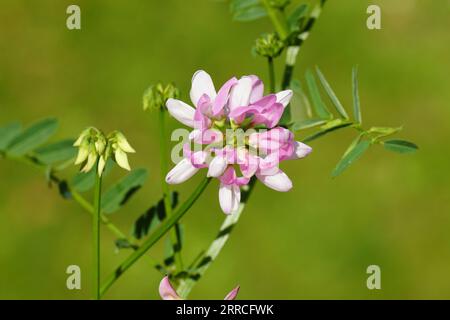 Nahtblumen der Krautflechte (Securigera varia, Synonym Coronilla varia). Familie Fabaceae. Spätsommer, Niederlande, September. Stockfoto