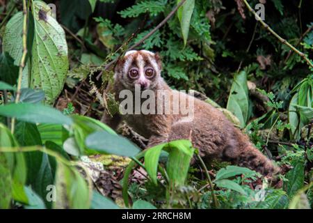 211106 -- WEST JAVA, 6. Nov. 2021 -- Ein javanischer langsamer Loris ist abgebildet, nachdem er am 6. Nov. 2021 im Mount Halimun Salak National Park, West Java, Indonesien, wieder in die Wildnis gebracht wurde. Foto von /Xinhua INDONESIA-JAVAN SLOW LORIS-ANIMAL PROTECTION DedyxIstanto PUBLICATIONxNOTxINxCHN Stockfoto