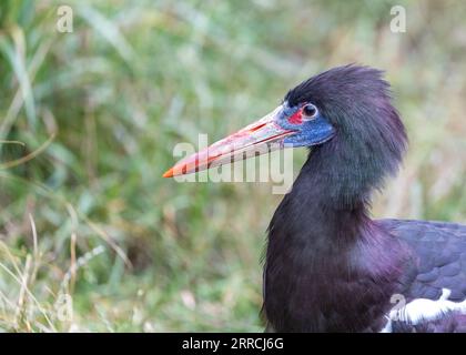 Abdims Storch, Ciconia abdimii, ein Zugvogel, der im Grasland und in den Savannen Afrikas zu finden ist, mit unverwechselbarem Schwarz-Weiß-Gefieder und faszinierendem Stockfoto