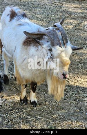 Eine weiße und braune Ziege, die auf einem Stück Dreck steht, ihre schwarzen Hufe sichtbar Stockfoto