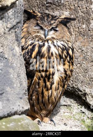 Die Eurasische Adlereule, wissenschaftlich bekannt als Bubo Bubo, ist ein prächtiger Raubvogel, der in Europa, Asien und Teilen Nordafrikas beheimatet ist. Mit seinem ich Stockfoto