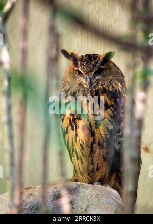 Die Eurasische Adlereule, wissenschaftlich bekannt als Bubo Bubo, ist ein prächtiger Raubvogel, der in Europa, Asien und Teilen Nordafrikas beheimatet ist. Mit seinem ich Stockfoto