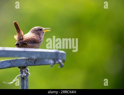 Entdecken Sie das bezaubernde eurasische Wren (Troglodytes troglodytes) von Dublin aus. Dieser kleine Vogel, bekannt für sein melodisches Lied, verleiht der Natur einen Hauch von Beau Stockfoto