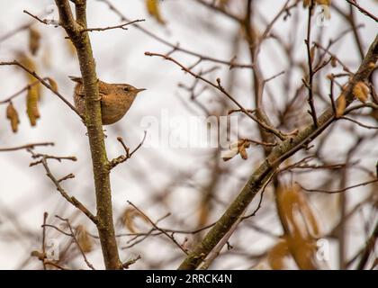 Entdecken Sie das bezaubernde eurasische Wren (Troglodytes troglodytes) von Dublin aus. Dieser kleine Vogel, bekannt für sein melodisches Lied, verleiht der Natur einen Hauch von Beau Stockfoto