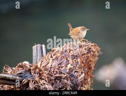 Entdecken Sie das bezaubernde eurasische Wren (Troglodytes troglodytes) von Dublin aus. Dieser kleine Vogel, bekannt für sein melodisches Lied, verleiht der Natur einen Hauch von Beau Stockfoto