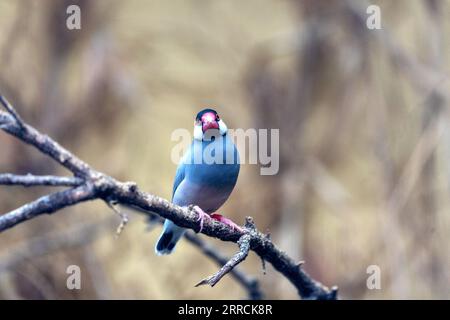 Der kleine und elegante Java Sparrow stammt aus Indonesien und ist bekannt für seinen Charme und sein fesselndes Aussehen. Diese gesellige Spezies mit ihrer Vibra Stockfoto