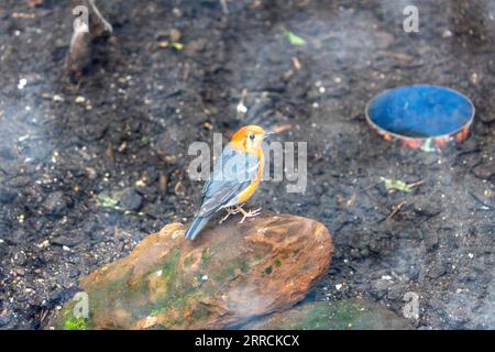 Atemberaubende orangene Erddrossel, heimisch in Südostasien. Sein lebendiges Gefieder und sein melodiöses Lied machen ihn zu einem wahren Juwel. Stockfoto