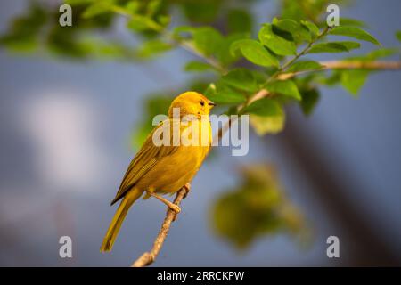 Der Saffron Finch, wissenschaftlich als Sicalis flaveola bekannt, ist ein lebendiger und fröhlicher Vogel, der in Südamerika heimisch ist. Mit seinem markanten gelben Gefieder Stockfoto
