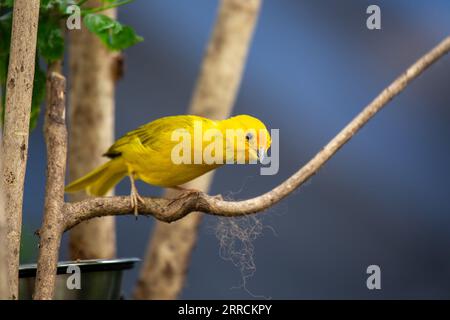 Der Saffron Finch, wissenschaftlich als Sicalis flaveola bekannt, ist ein lebendiger und fröhlicher Vogel, der in Südamerika heimisch ist. Mit seinem markanten gelben Gefieder Stockfoto