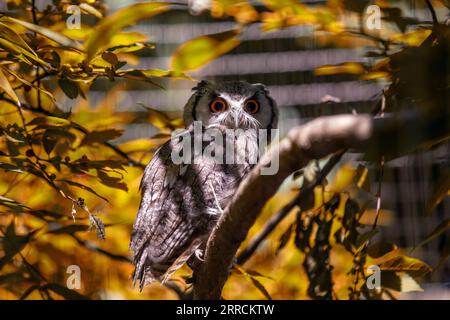 Die Scops Owl, wissenschaftlich bekannt als Ptilopsis granti, ist eine faszinierende Eulenart, die im südlichen Afrika vorkommt. Mit seinem unverwechselbaren Stockfoto