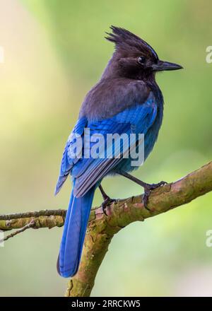 Steller's Jay, der aus dem Westen Nordamerikas stammt, ist ein markanter Vogel, der für sein tiefblaues Gefieder und sein charakteristisches schwarzes Wappen bekannt ist. Dieses Aktienfoto Stockfoto