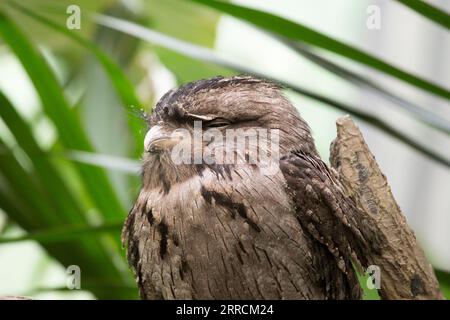 Tawny Frogmouth (Podargus strigoides) in freier Natur gesichtet Stockfoto