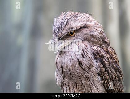 Tawny Frogmouth (Podargus strigoides) in freier Natur gesichtet Stockfoto