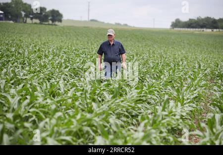 190626 -- ATLANTIC, 26. Juni 2019 -- Farmbesitzer Bill Pellett inspiziert sein Maisfeld auf seiner Familienfarm in Atlantic, einer kleinen Stadt im Mittleren Westen von Iowa, USA, 18. Juni 2019. Von Viehzüchtern in Iowa bis hin zu Pekannussanbauern in Georgia sorgen sich die US-Landwirte um weitere Schäden, die durch Marktunsicherheiten verursacht werden, da sich die Handelsspannungen zwischen den beiden größten Volkswirtschaften der Welt weiter verschlechtern. DAZU NOCH: US-Landwirte frustriert durch Schäden durch Zollunsicherheiten US-ATLANTIK-LANDWIRTSCHAFT-CHINA HANDEL WangxYing PUBLICATIONxNOTxINxCHN Stockfoto