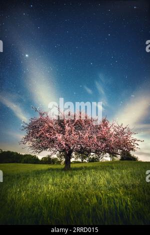 Blühender rosa Baum auf einer grünen Wiese mit sternenklarem, tiefblauem Nachthimmel Stockfoto