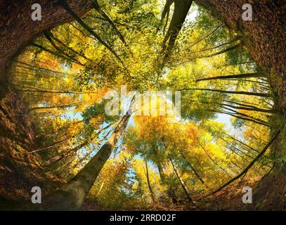 Ultra Weitwinkel eines bunten Baumkronen im Herbst, umrahmt von einem Kreis des Waldbodens oder der Erde Stockfoto