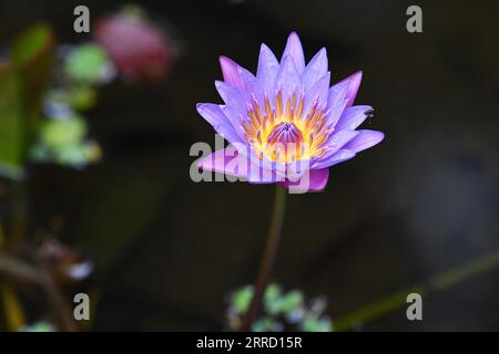 211126 -- HAIKOU, 26. November 2021 -- Foto aufgenommen am 17. November 2021 zeigt die Nymphaea tetragona Seerose Blume im Hainan Tropical Botanical Garden in der Stadt Danzhou, Provinz Hainan. Der tropische botanische Garten Hainan, der sich in Danzhou im südchinesischen Hainan befindet, wurde 1958 gegründet und ist heute mit der Chinesischen Akademie für tropische Agrarwissenschaften verbunden. Der Garten mit über 2.600 Arten tropischer und subtropischer Pflanzen, die aus mehr als 40 Ländern und Regionen gesammelt wurden, ist ein Schatzhaus tropischer Pflanzenressourcen, darunter Blumen, Obstbäume, Heilpflanzen und wirtschaftliche Stockfoto