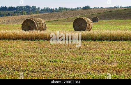 Ballen Rocky View County Alberta Kanada Stockfoto