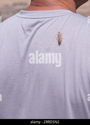 Grashüpfer sitzt an einem heißen Sommertag auf der Schulter eines Mannes auf einem grauen T-Shirt. Nahaufnahme Stockfoto