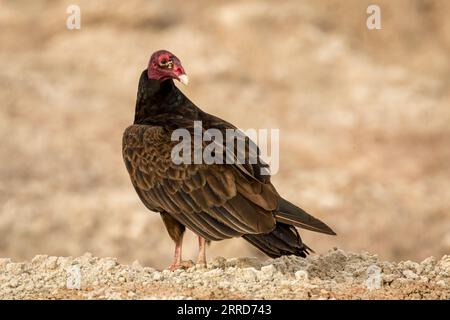 Der türkische Geier in den Badlands von South Dakota Stockfoto