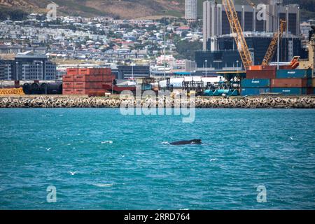 211207 -- KAPSTADT, 7. Dezember 2021 -- Ein Wal wird in der Nähe von V&A Waterfront gesichtet, einer beliebten Touristenattraktion am Strand in Kapstadt, Südafrika, 7. Dezember 2021. SÜDAFRIKA-KAPSTADT-WAL LyuxTianran PUBLICATIONxNOTxINxCHN Stockfoto