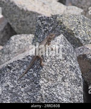 WESTERN Fence Lizard, Sceloporus occidentalis, auf Felsen am Alameda Creek in Union City, Kalifornien Stockfoto