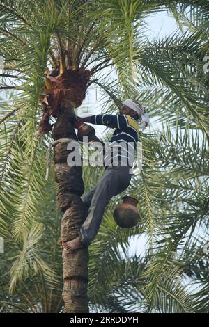 211219 -- AGARTALA, 19. Dezember 2021 -- Ein kleiner Zapfer sammelt den saft einer Dattelpalme am Rande von Agartala, der Hauptstadt von Indiens nordöstlichem Bundesstaat Tripura, 19. Dezember 2021. STR/Xinhua INDIA-AGARTALA-PALM SAP-COLLECTION AbhisekxSaha PUBLICATIONxNOTxINxCHN Stockfoto