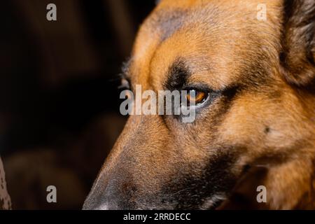 Deutsches Schäferhund-Nahaufnahme-Porträt. Selective Focus on Eyes, 7. September 2023 Stockfoto
