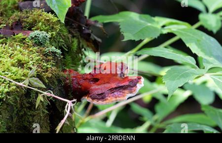 Ganodemataceae-Pilz, der aus einem verfallenen Baumstumpf mit einem definierten Stiel wächst, umgeben von Waldgrün. Stockfoto