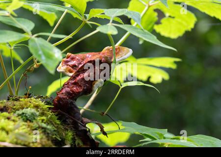 Ganodemataceae-Pilz, der aus einem verfallenen Baumstumpf mit einem definierten Stiel wächst, umgeben von Waldgrün. Stockfoto