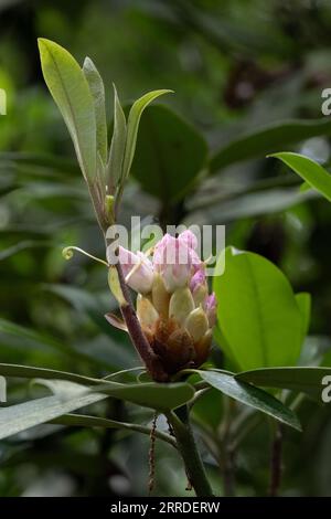 Nahaufnahme von Rhododendron-Knospen, die kurz davor stehen, in Blumen mit einem wunderschönen, verschwommenen Bokeh-Hintergrund zu blühen Stockfoto