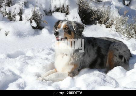 Australischer Hirte, der im Schnee liegt Stockfoto