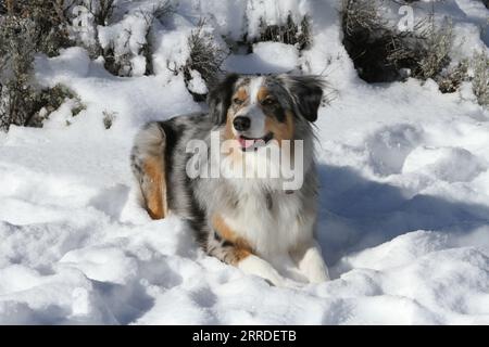 Australischer Hirte, der im Schnee liegt Stockfoto