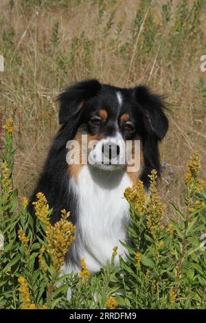 Australian Shepherd sitzt in Wildblumen Stockfoto