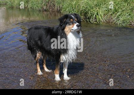 Australian Shepherd steht im Fluss. Stockfoto