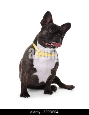Bezaubernder französischer Bulldog mit Fliege auf weißem Hintergrund Stockfoto