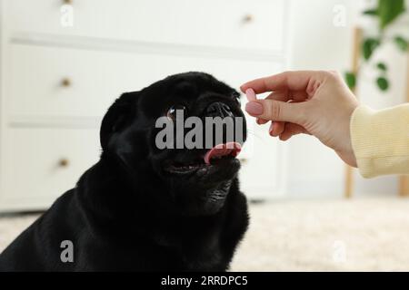 Frau, die dem süßen Mops-Hund Pille im Zimmer gibt, Nahaufnahme Stockfoto